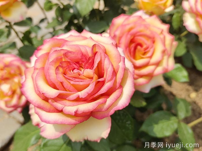 园林苗木专业术语汇总(图3)