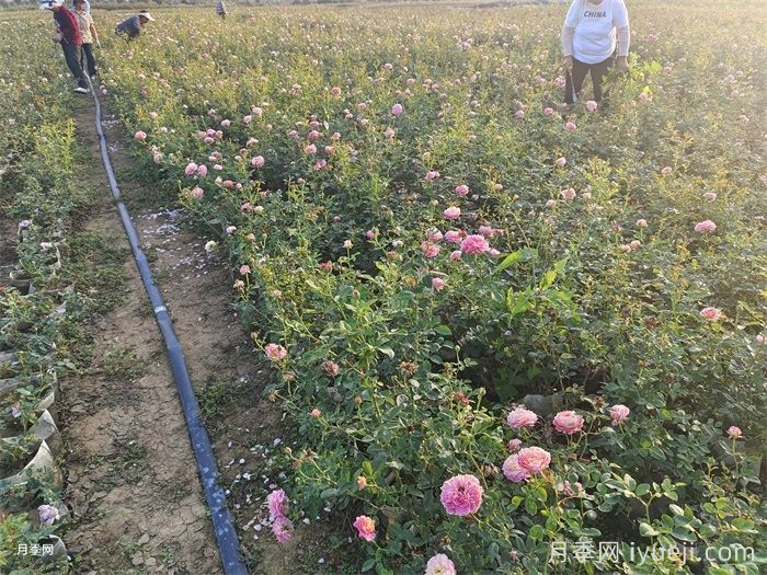 城市园林绿化冻伤症状及应对措施(图1) 城市园林绿化冻伤症状及应对措施(图1)