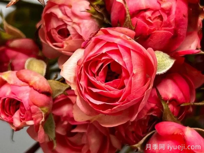 适合阳台党入手的4款月季,花漂亮开不停(图3) 适合阳台党入手的4款月季,花漂亮开不停(图4)