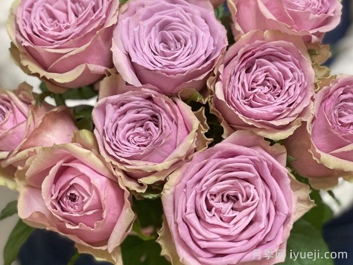 适合阳台党入手的4款月季,花漂亮开不停(图2) 适合阳台党入手的4款月季,花漂亮开不停(图2)