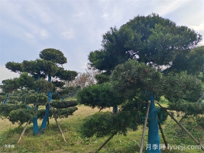 庭院最常用的21种树木(图2)