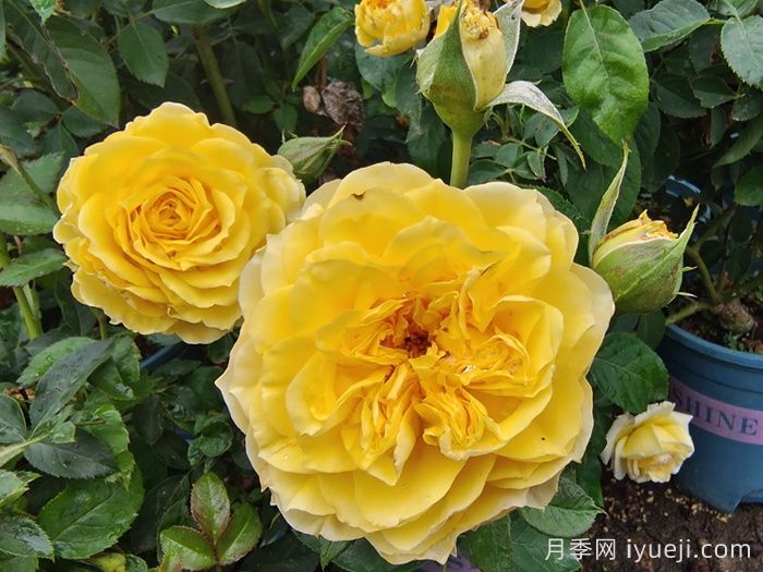 狮子座月季/狮子座阳台月季Rose Leo Terrazza(图1)