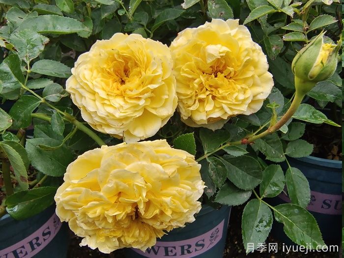 狮子座月季/狮子座阳台月季Rose Leo Terrazza(图3)