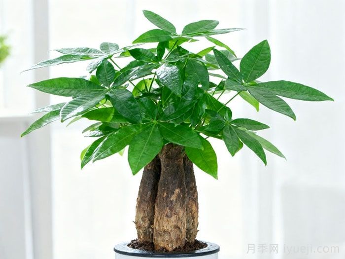 发财树冬季如何养护？不同地区养护方法不一样(图1)