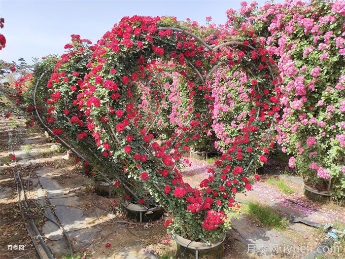 南阳月季玉兰花卉苗木产业发展状况调查(图5) 南阳月季玉兰花卉苗木产业发展状况调查(图5)