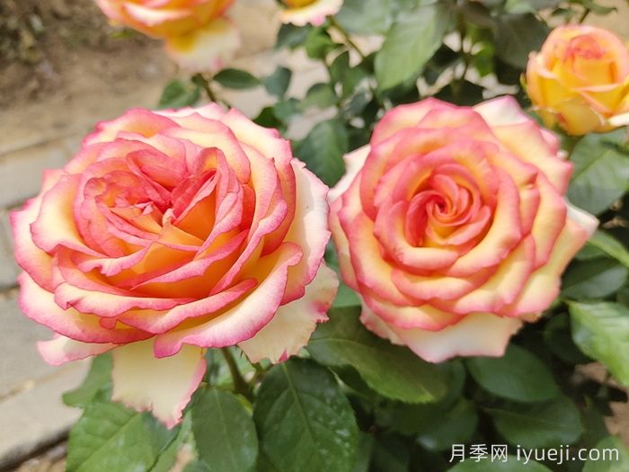 100种南方园林常用乔灌地被(图1) 100种南方园林常用的乔灌地被(图1)