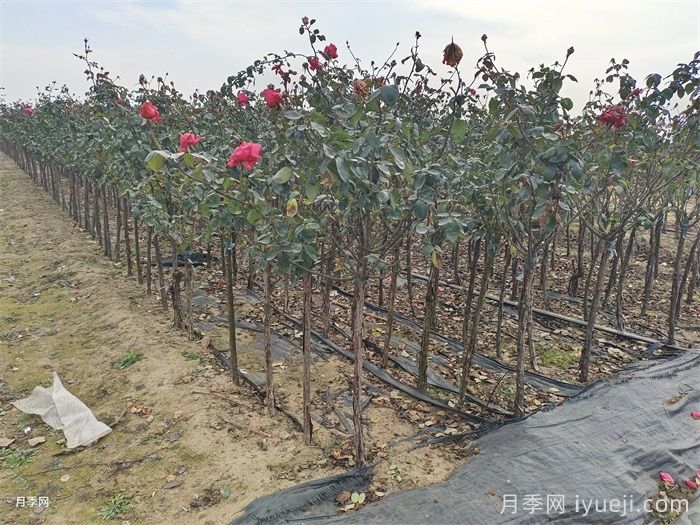 初冬月季养护的6个常见问题攻略(图1)