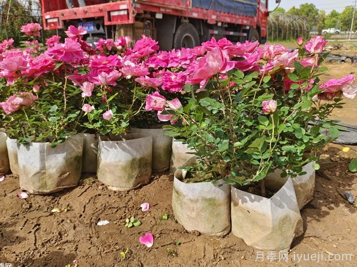 一年四季不同季节，月季的施肥方法(图1)