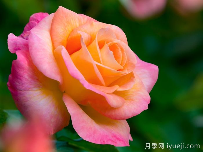 破晓月季养护方法有哪些？(图1)