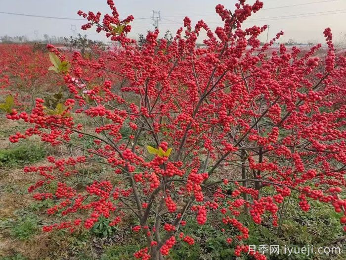 彩色树木哟哪些选择？(图3)