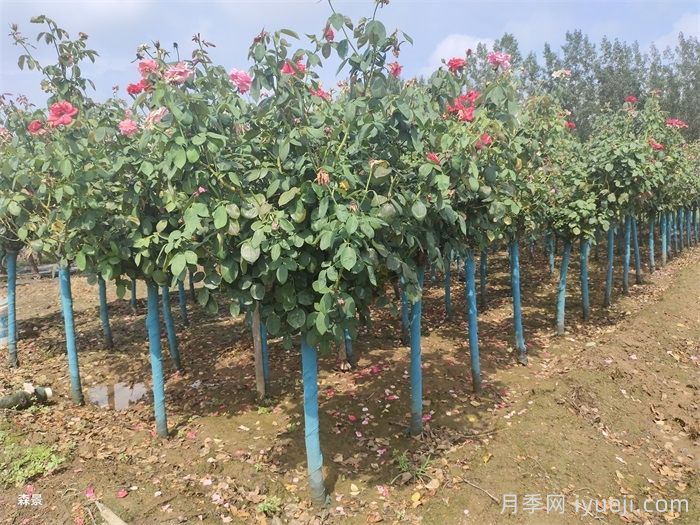 什么苗木适合在冬天移栽？(图1)