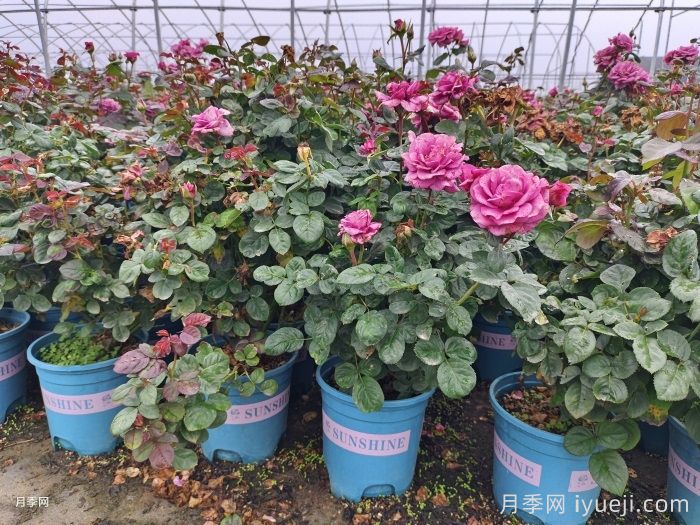 大花月季盆栽苗(图5)