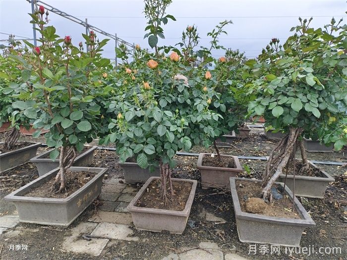 初冬月季养护的常见问题和解决(图1)