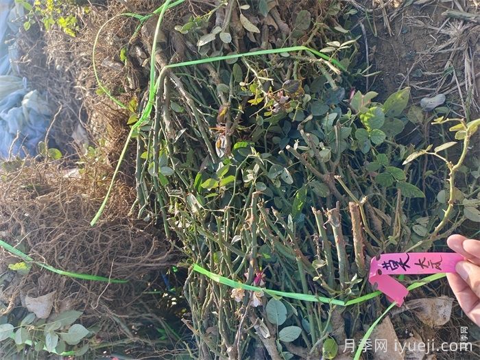 月季裸根苗，轻松装盆养活有妙招(图2)