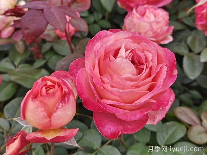 月季花，为何称霸花园四季？(图1)