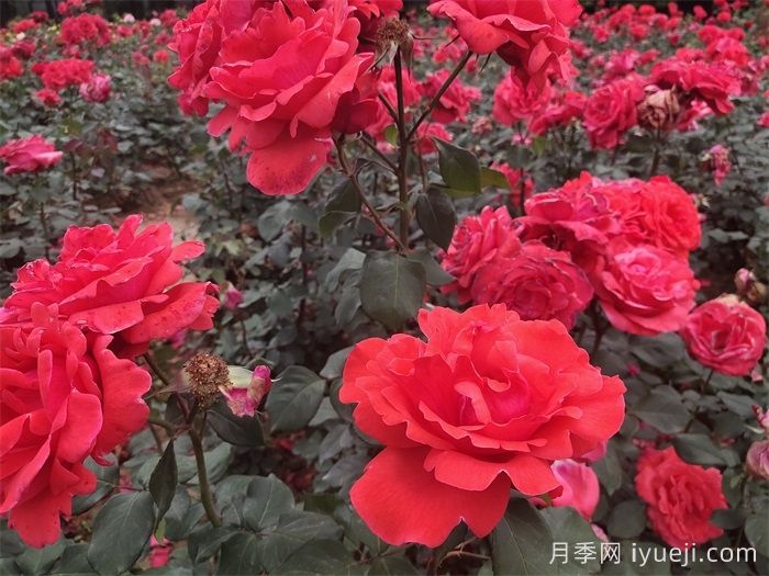 校园应该栽植什么月季？(图2)