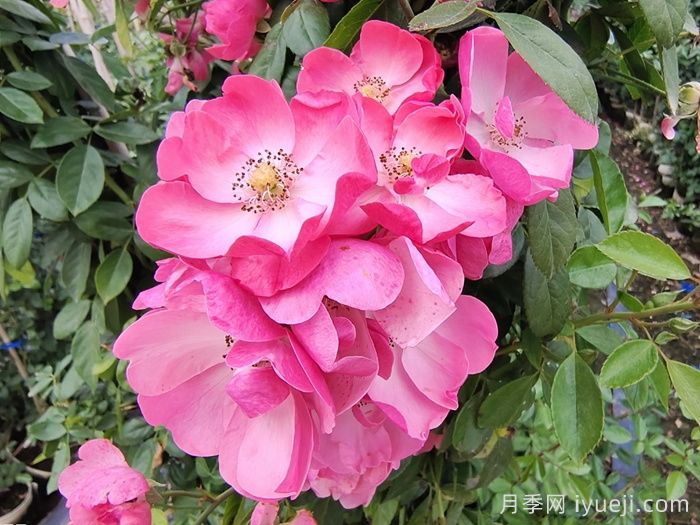 蔷薇，在芬芳中读懂自然(图1)