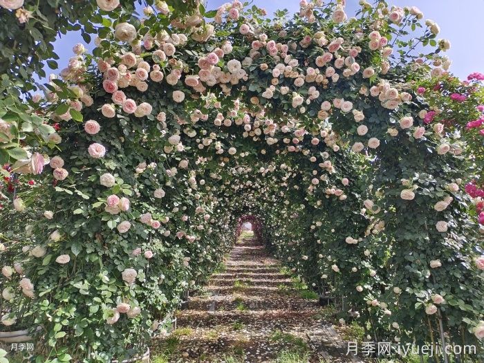 藤本月季顶流，粉色龙沙宝石月季(图2)