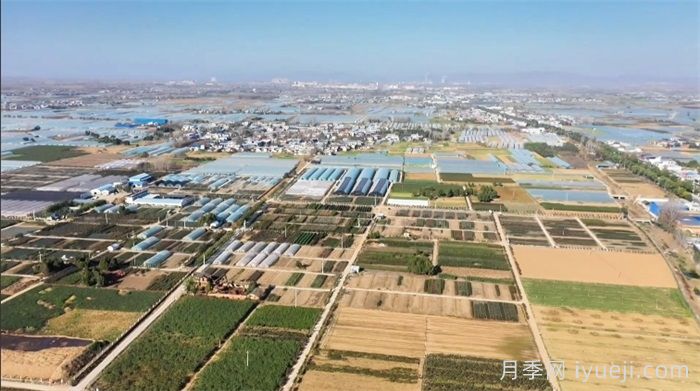 南阳卧龙区石桥镇：月季苗里种出致富经(图3)