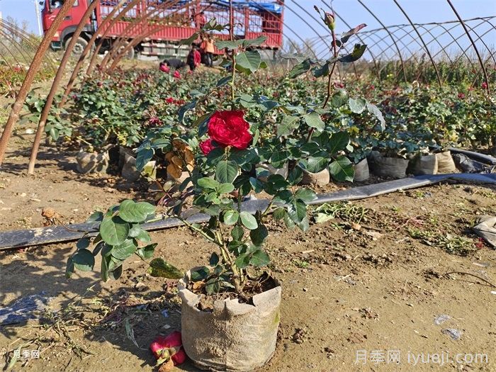 盆栽花卉干旱咋养护？(图1)