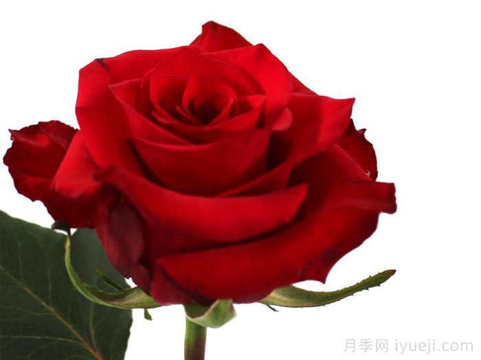 獭祭月季/塔吉Taji(图1)