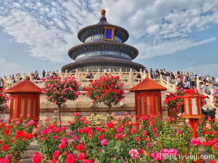 月季园：北京天坛公园月季园(图1)