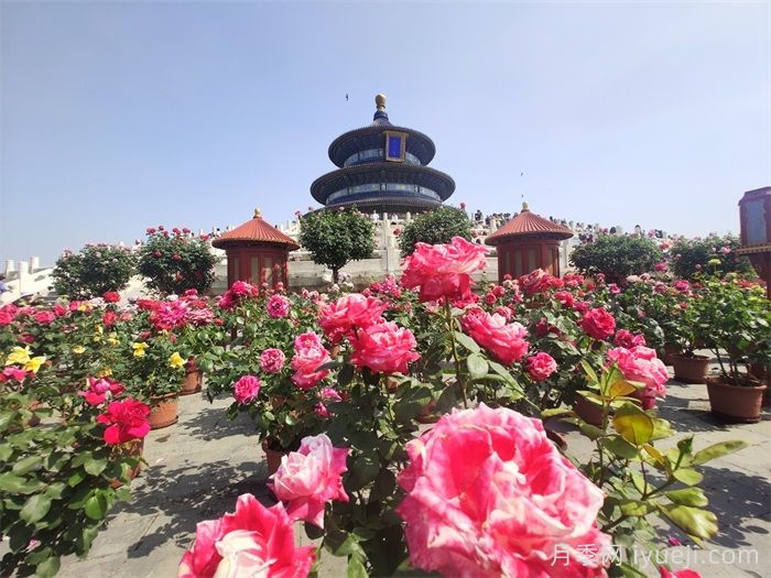 月季园：北京天坛公园月季园(图2)