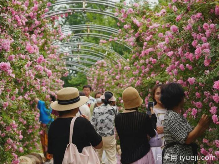 月季园：长春市儿童公园玫瑰园(图2)