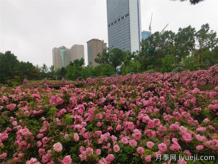 月季园：长春市儿童公园玫瑰园(图1)