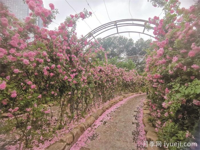 月季园：长春市儿童公园玫瑰园(图3)