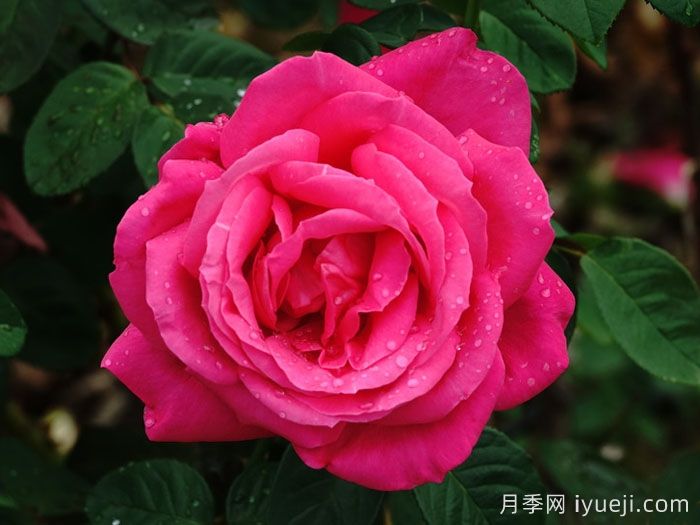 月季诗词集：朱淑贞《长春(月季)花》(图1)