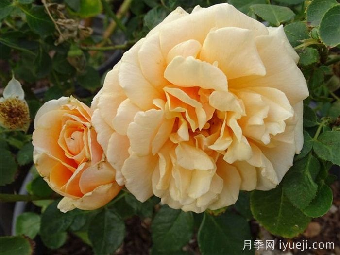 圣特罗佩月季St.Tropez(图2)