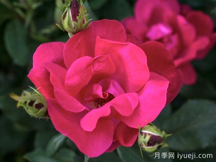 庆祝绝代佳人月季的诞生：不平凡的20周年(图1)