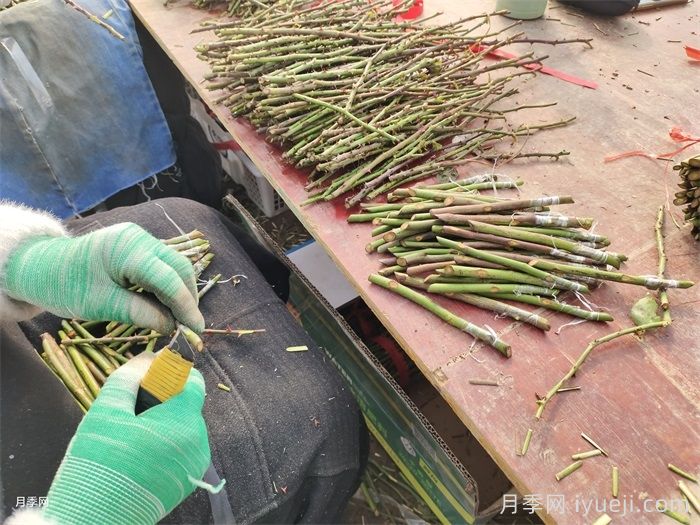 月季嫁接方法，影响月季嫁接成活的因素(图1)