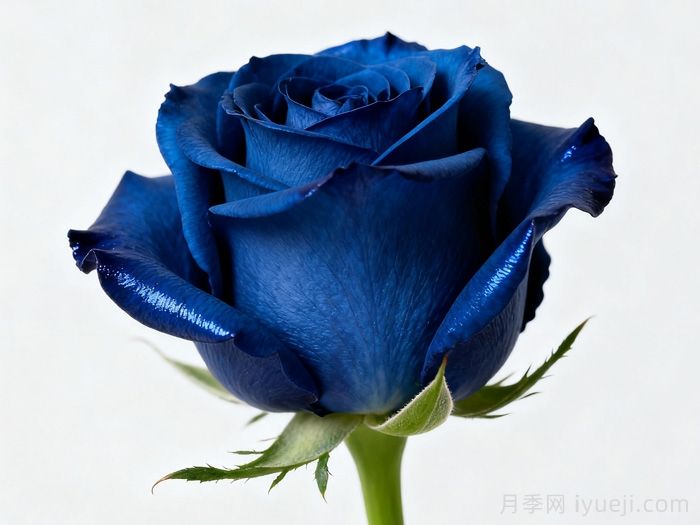 网红花蓝色妖姬和蓝玫瑰一样吗？(图2)