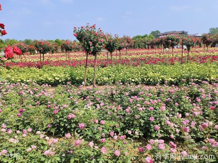 月季花在乡村文旅中的应用和价值(图2)