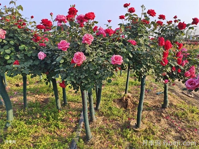 江西园林中月季花的选择和打造(图2)