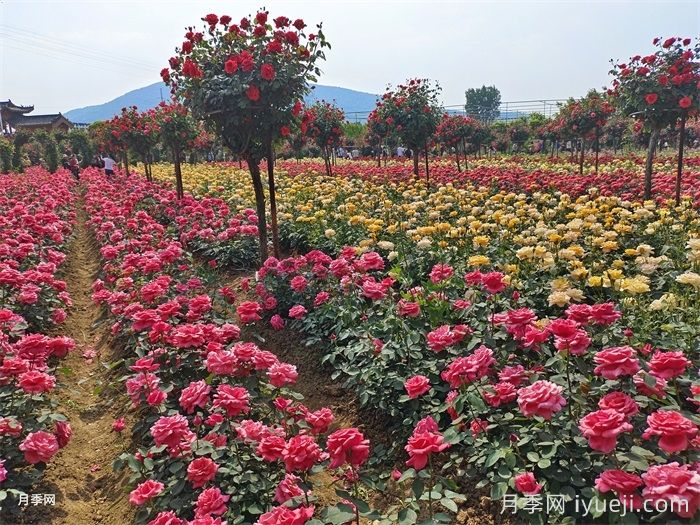植物设计师总结的植物配置技巧及要点(图1)