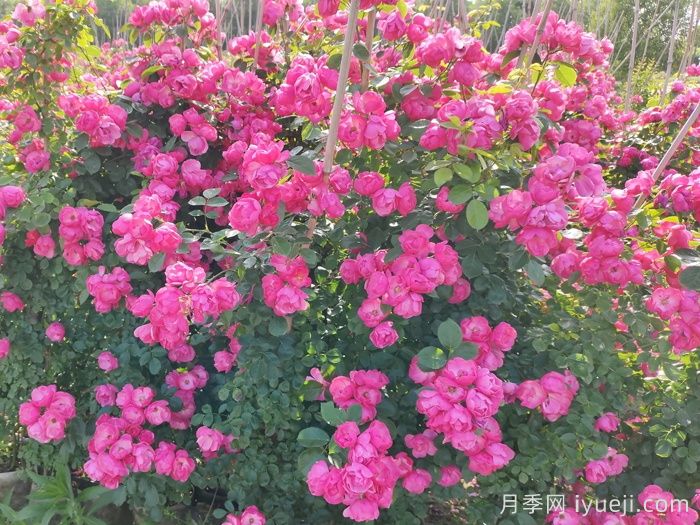 北方常见的4个耐寒花卉是什么？月季牡丹芍药铁线莲(图1)