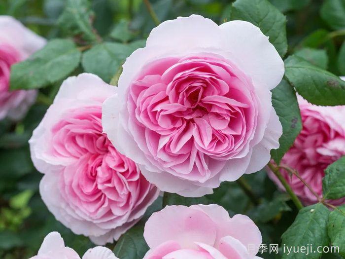 云南以花为笔答好乡村振兴考题(图1)