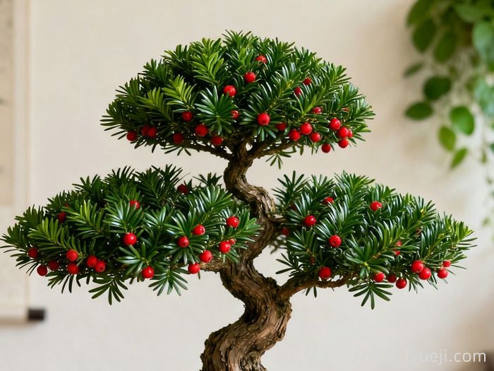 红豆杉人工栽培技术(图1)