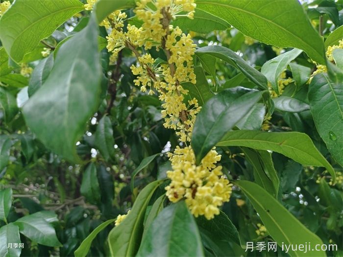 桂花常见病虫害防治(图1)