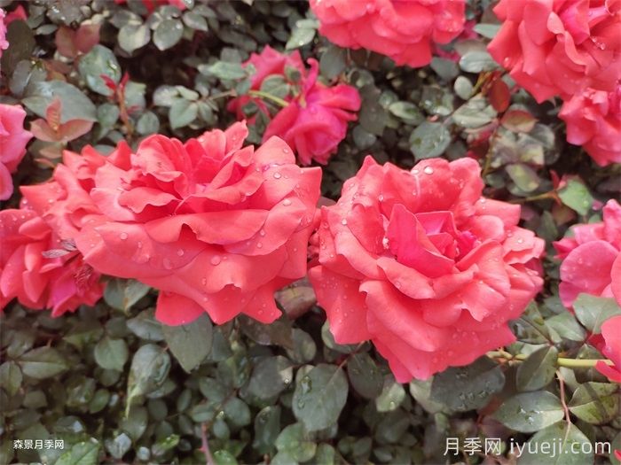 月季花前、花期、花后的施肥办法(图1)