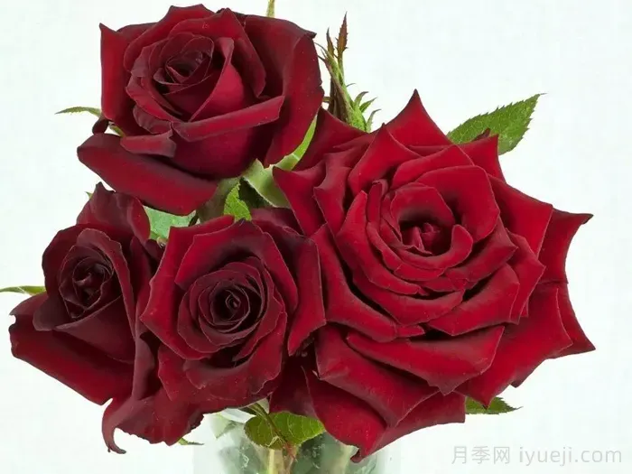 丹尼尔莫科姆月季(黑魔法)的优缺点是什么？(图1)