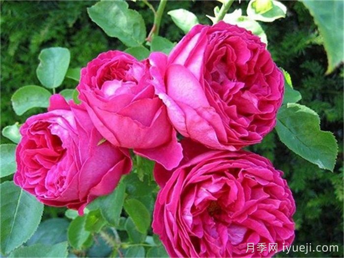 奥赛罗月季/奥瑟罗/麦克白Othello(图1)