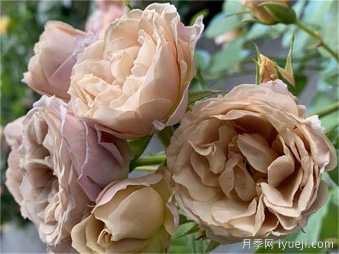 八神庵月季/神庵/伊织Iori(图1)