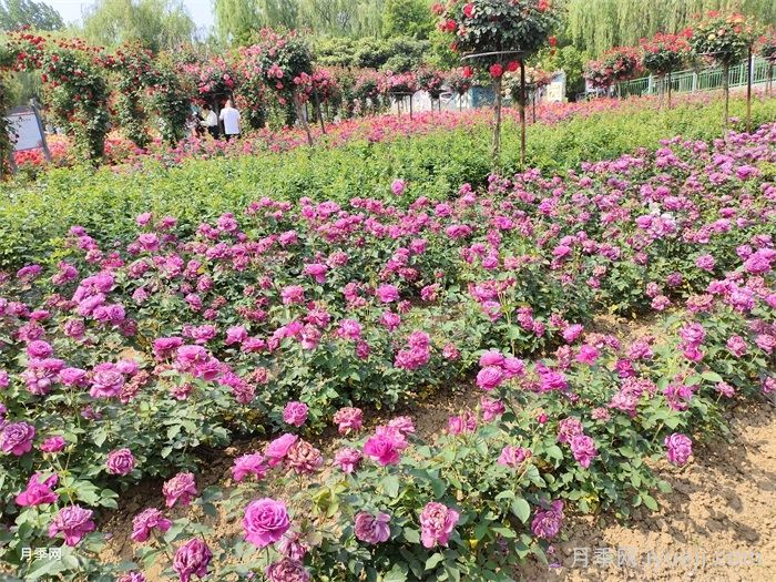 超全园林地被植物应用，地被分类和全年养活干货(图2)