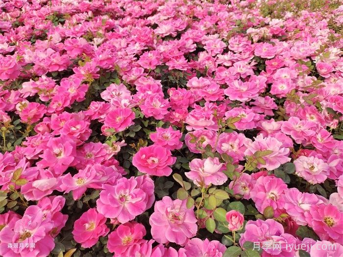 超全园林地被植物应用，地被分类和全年养活干货(图1)