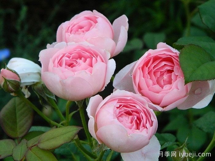 浅谈周至现代园林苗木事业(图1)