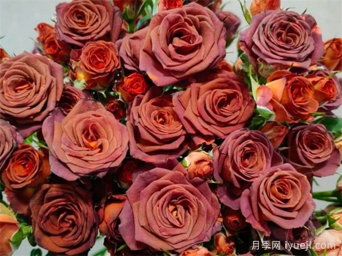 泡泡月季家族有哪些品种？(图2)